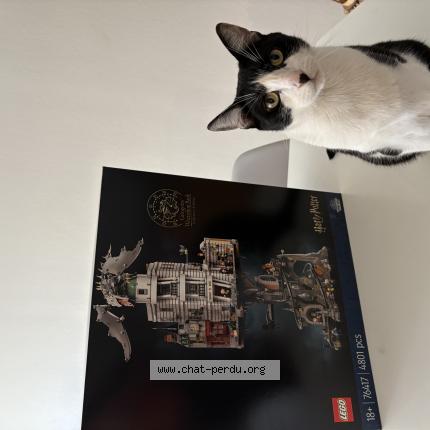 Photo 1/1 Pirate Chat lost in Reims