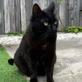 Picture of cat lost at Bondoufle