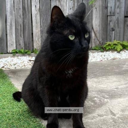 Photo 1/1 Baghera Chat lost in Bondoufle