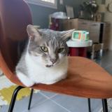 Picture of cat lost at Beaucourt