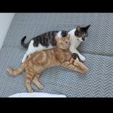 Picture of cat lost at Damvix