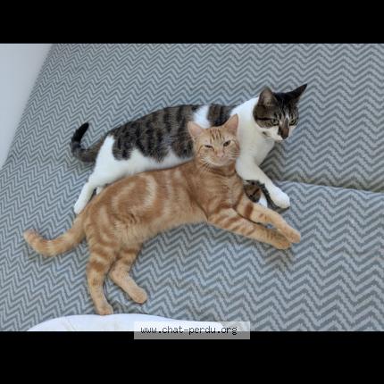 Photo 1/1 Mallow Chat lost in Damvix