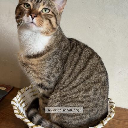 Photo 1/1 Suna Chat lost in Vitry sur seine