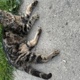Picture of cat found at Ecorcei