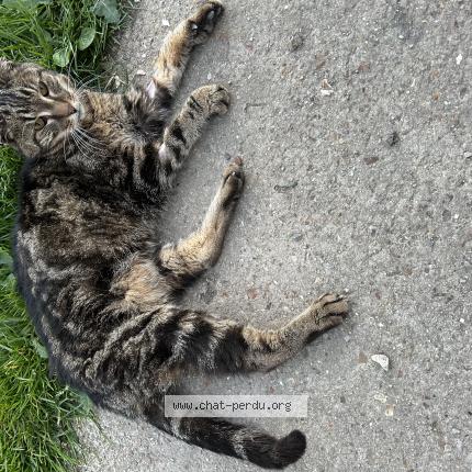 Photo 1/1 Found cat Found in Ecorcei