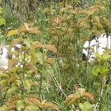 Picture of cat found at Brie Comte Robert