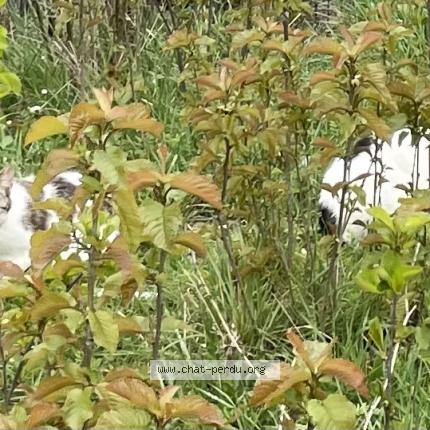 Photo 1/1 Found cat Found in Brie comte robert