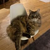 Picture of cat lost at Toulouse