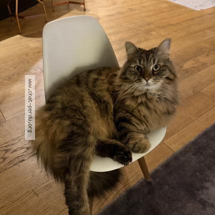 Photo 1/1 Ulys Chat lost in Toulouse