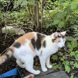 Picture of cat lost at Perenchies