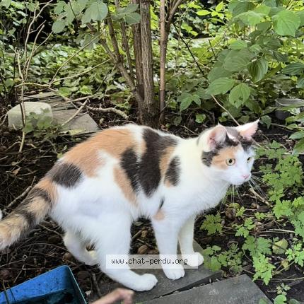 Photo 1/1 Umy Chat lost in Perenchies