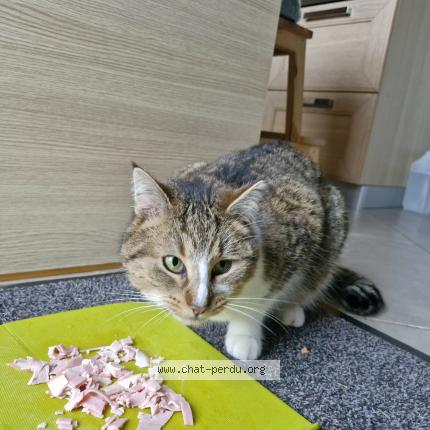 Photo 1/1 Rom&eacute;o Chat lost in Mettet