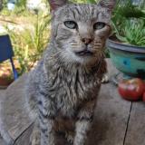 Picture of cat lost at Orange