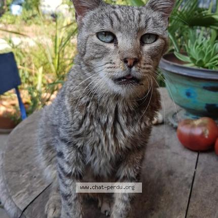 Photo 1/1 TOZ Chat lost in Orange