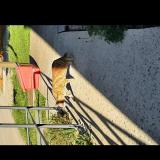 Picture of cat found at Lacourneuve