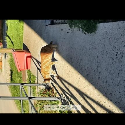 Photo 1/2 Found cat Found in Lacourneuve