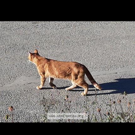Photo 2/2 Found cat Found in Lacourneuve