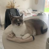 Picture of cat lost at Grandfresnoy