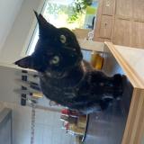 Picture of cat lost at Saint Alban