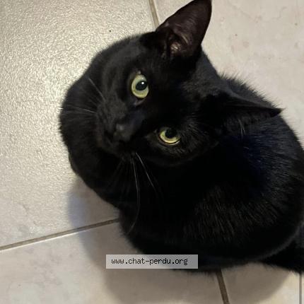 Photo 1/1 Stiko Chat lost in St maur des fosses