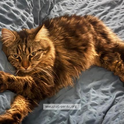 Photo 1/1 Poutine Chat lost in Saint maurice