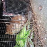 Picture of cat found at Val D Oire Et Gartempe