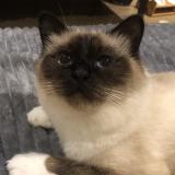 Picture of cat lost at Dammartin En Goele