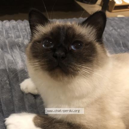 Photo 1/1 Fifille Chat lost in Dammartin en goele