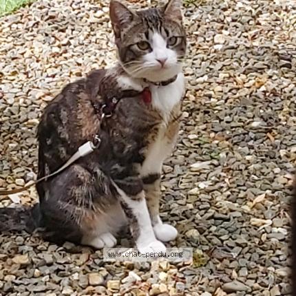 Photo 1/1 MIMINE Chat lost in Lelin lapujolle