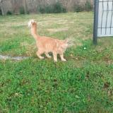 Picture of cat found at Missillac