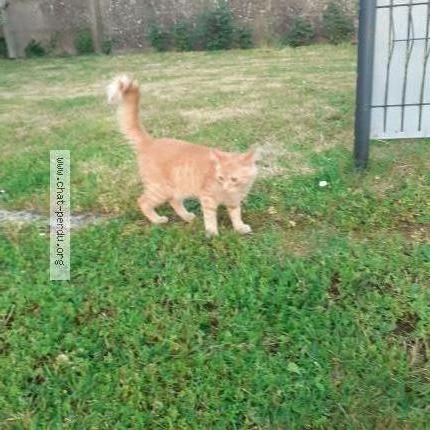 Photo 1/1 Found cat Found in Missillac