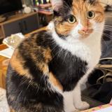 Picture of cat lost at Lesigny