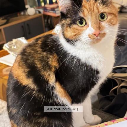 Photo 1/1 Zumba Chat lost in Lesigny