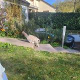 Picture of cat lost at Buc