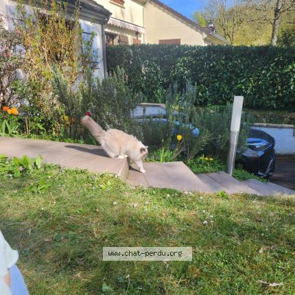 Photo 1/1 Savonnette Chat lost in Buc