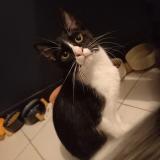 Picture of cat lost at Gradignan