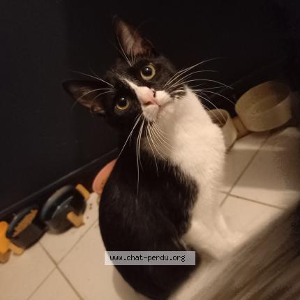 Photo 1/1 Mitsugo Chat lost in Gradignan