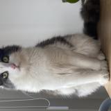 Picture of cat lost at Lyon