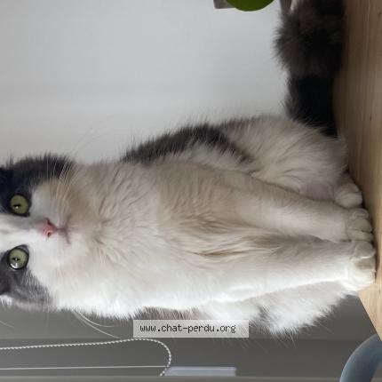 Photo 1/1 Bali Chat lost in Lyon