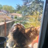 Picture of cat found at Montpellier