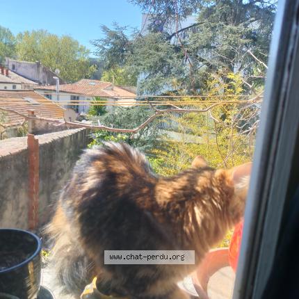 Photo 1/1 Found cat Found in Montpellier