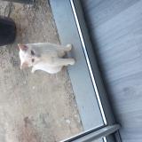 Picture of cat found at Le Grand Celland