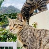 Picture of cat lost at Kathgodam