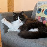 Picture of cat lost at Cailloux Sur Fontaines