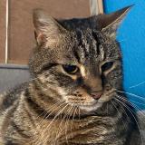 Picture of cat lost at Menat