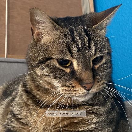 Photo 1/1 Léon Chat lost in Menat