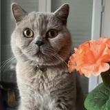 Picture of cat lost at Paris