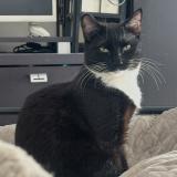 Picture of cat lost at Marseille