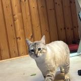 Picture of cat lost at Poitiers