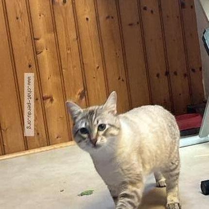 Photo 1/3 Azur Chat lost in Poitiers